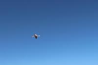 Flamingo im Flug