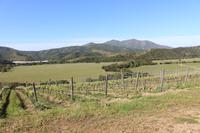 Weingut Matetic &ndash; &copy; Marianne Förster (Eberhardt TRAVEL)