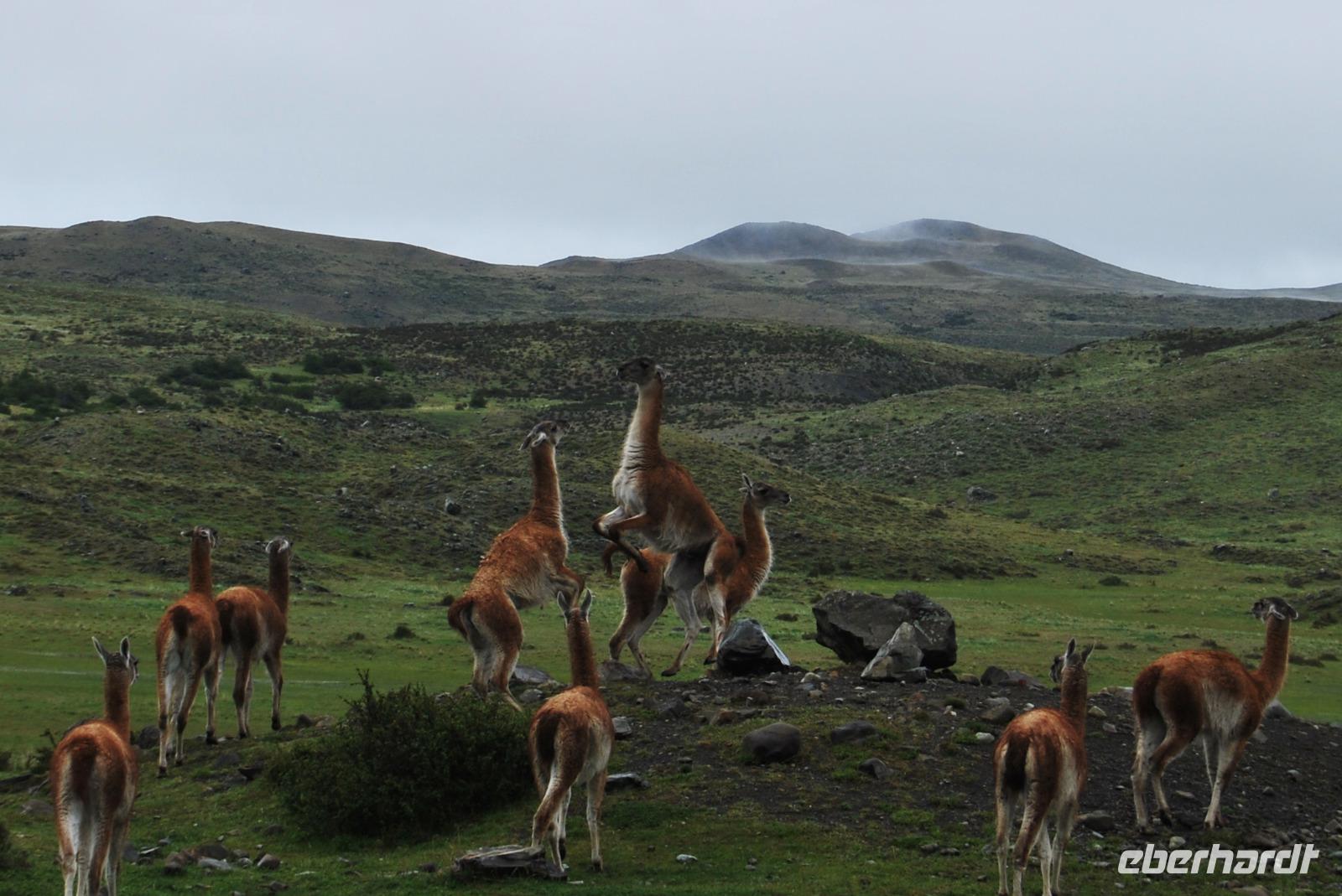 Guanako-Herde - Nationalpark Torres del Paine - Chile &ndash; &copy; Eric Richter (Eberhardt TRAVEL)