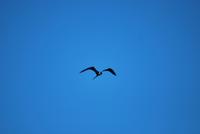 Vogel Rio de Janeiro &ndash; &copy; Eric Richter (Eberhardt TRAVEL)