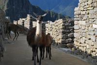 Machu Pichu - Peru &ndash; &copy; Eric Richter (Eberhardt TRAVEL)