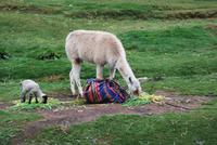 Lamas - Region Cusco - Peru &ndash; &copy; Eric Richter (Eberhardt TRAVEL)