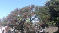 Colonia (Uruguay) - Ceibo-Baum &ndash; &copy; Katrin Deutschbein (Eberhardt TRAVEL)