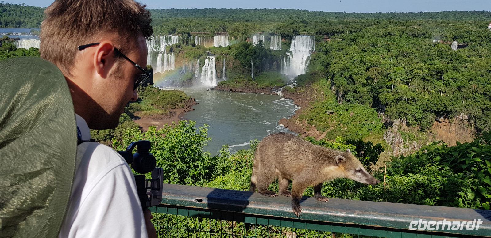 Brasilien - Iguazu Wasserfälle erleben - Nasenbären &ndash; &copy; Jacob Spangenberg (Eberhardt TRAVEL)