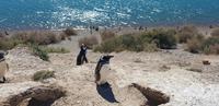 Argentinien - Halbinsel Valdes - Magellan Pinguine  &ndash; &copy; Jacob Spangenberg (Eberhardt TRAVEL)