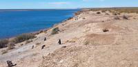 Argentinien - Halbinsel Valdes - Magellan Pinguine  &ndash; &copy; Jacob Spangenberg (Eberhardt TRAVEL)