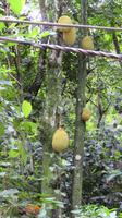 Jackfrucht &ndash; &copy; Rico Manns (Eberhardt TRAVEL)