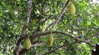 Jackfrucht &ndash; &copy; Rico Manns (Eberhardt TRAVEL)