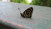Schmetterling &ndash; &copy; Rico Manns (Eberhardt TRAVEL)