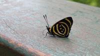 Schmetterling &ndash; &copy; Rico Manns (Eberhardt TRAVEL)