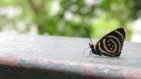 Schmetterling &ndash; &copy; Rico Manns (Eberhardt TRAVEL)