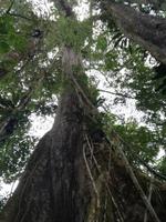 Kapokbaum &ndash; &copy; Philip Seidel (Eberhardt TRAVEL)