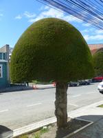 Punta Arenas &ndash; &copy; Kerstin Hugel (Eberhardt TRAVEL)