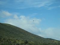 Kondor &ndash; &copy; Sylvia Sann (Eberhardt TRAVEL)