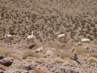 Atacama-Wüste &ndash; &copy; Sylvia Sann (Eberhardt TRAVEL)