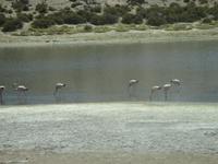 Atacama-Wüste &ndash; &copy; Sylvia Sann (Eberhardt TRAVEL)