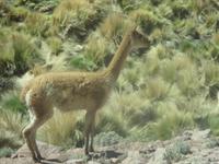 Atacama-Wüste &ndash; &copy; Sylvia Sann (Eberhardt TRAVEL)