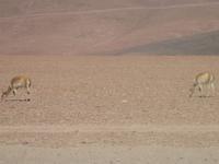 Atacama-Wüste &ndash; &copy; Sylvia Sann (Eberhardt TRAVEL)