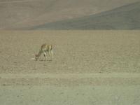 Atacama-Wüste &ndash; &copy; Sylvia Sann (Eberhardt TRAVEL)
