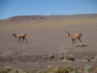 Guanakus &ndash; &copy; Sylvia Sann (Eberhardt TRAVEL)