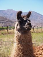 Quebrada de Humahuaca: Lama &ndash; &copy; Sinah Witzig (Eberhardt TRAVEL)