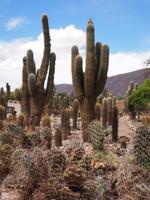Tilcara: Pucará &ndash; &copy; Sinah Witzig (Eberhardt TRAVEL)