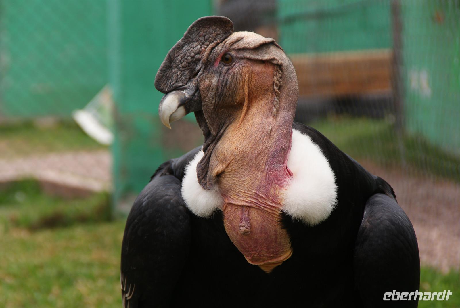 Condor (5) &ndash; &copy; Susanne Schirmann (Eberhardt TRAVEL)