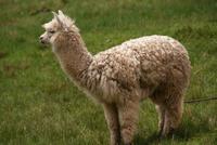 Alpaca &ndash; &copy; Susanne Schirmann (Eberhardt TRAVEL)