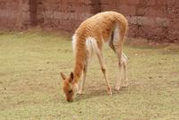 Vicuna &ndash; &copy; Susanne Schirmann (Eberhardt TRAVEL)