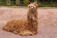 Alpaca (2) &ndash; &copy; Susanne Schirmann (Eberhardt TRAVEL)