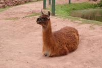 Lama &ndash; &copy; Susanne Schirmann (Eberhardt TRAVEL)