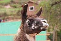 Lama (3) &ndash; &copy; Susanne Schirmann (Eberhardt TRAVEL)