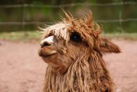 Alpaca (3) &ndash; &copy; Susanne Schirmann (Eberhardt TRAVEL)