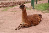 Lama (4) &ndash; &copy; Susanne Schirmann (Eberhardt TRAVEL)
