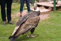 Condor &ndash; &copy; Susanne Schirmann (Eberhardt TRAVEL)