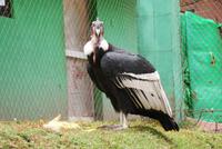 Condor (3) &ndash; &copy; Susanne Schirmann (Eberhardt TRAVEL)