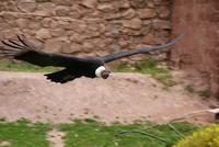 Condor (4) &ndash; &copy; Susanne Schirmann (Eberhardt TRAVEL)