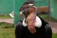 Condor (5) &ndash; &copy; Susanne Schirmann (Eberhardt TRAVEL)