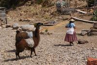 Lamas &ndash; &copy; Susanne Schirmann (Eberhardt TRAVEL)