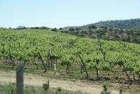 Weingut Matetic (7) &ndash; &copy; Susanne Schirmann (Eberhardt TRAVEL)