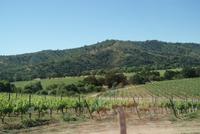 Weingut Matetic (8) &ndash; &copy; Susanne Schirmann (Eberhardt TRAVEL)
