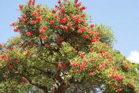 Ceibo Nationalbaum &ndash; &copy; Susanne Schirmann (Eberhardt TRAVEL)