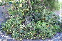 Colonia del Sacramento (18) &ndash; &copy; Susanne Schirmann (Eberhardt TRAVEL)