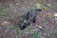 Nasenbär &ndash; &copy; Susanne Schirmann (Eberhardt TRAVEL)