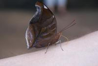 Schmetterling (2) &ndash; &copy; Susanne Schirmann (Eberhardt TRAVEL)