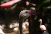 Flamingos (2) &ndash; &copy; Susanne Schirmann (Eberhardt TRAVEL)