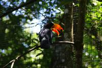 Tukan &ndash; &copy; Susanne Schirmann (Eberhardt TRAVEL)
