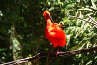 Ibis (2) &ndash; &copy; Susanne Schirmann (Eberhardt TRAVEL)