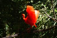 Ibis (3) &ndash; &copy; Susanne Schirmann (Eberhardt TRAVEL)