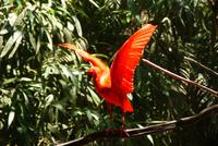 Ibis (4) &ndash; &copy; Susanne Schirmann (Eberhardt TRAVEL)